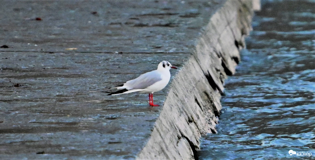 Balatonföldvár - reggeli terepszemle