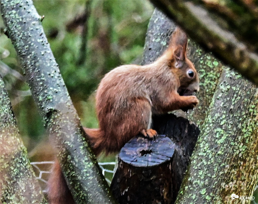 Misi az esőben tízóraizik