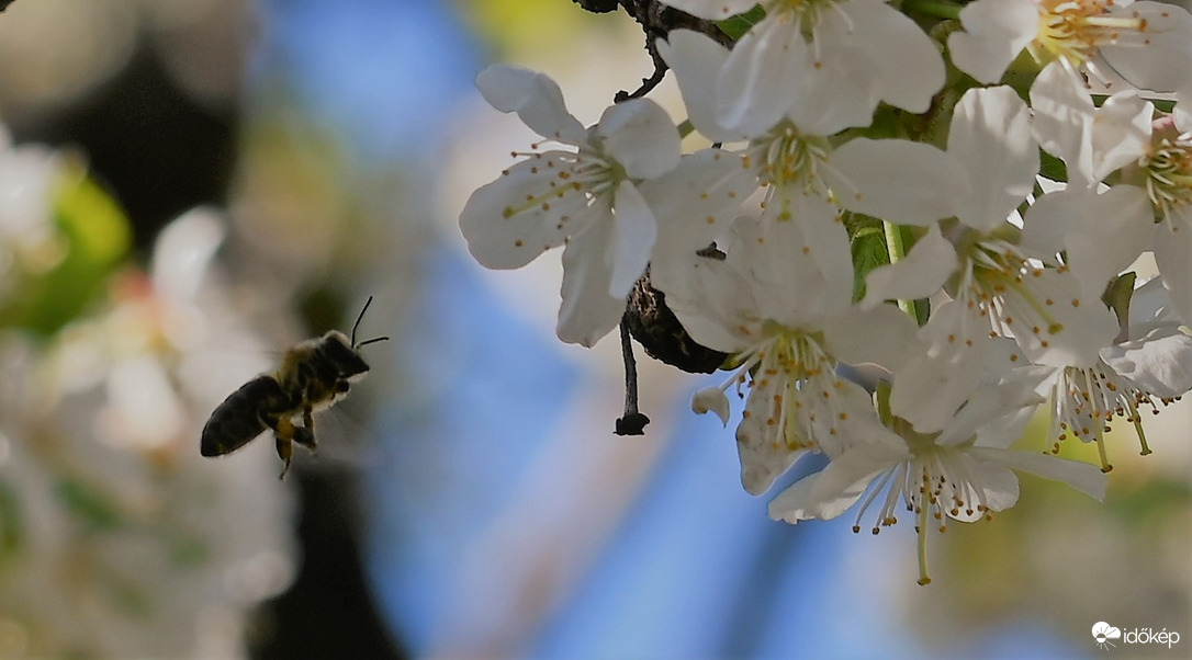 Cseresznye-csináló