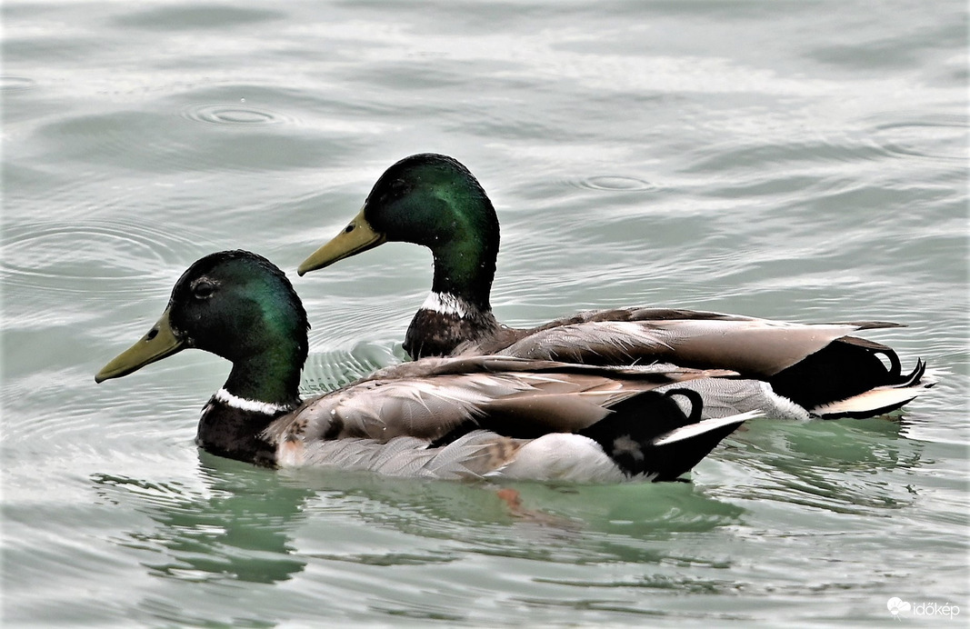 Tandem csepergő esőben