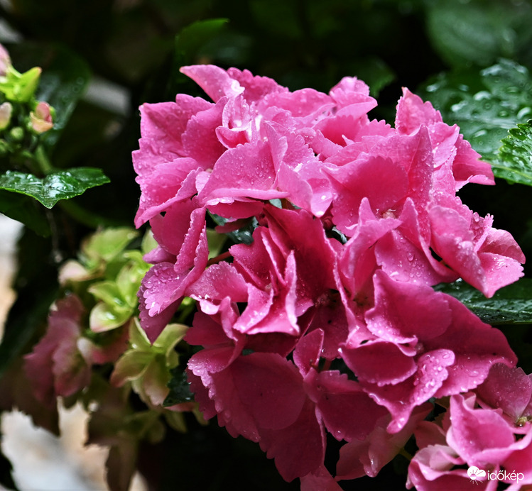 A hajnali zivatar után