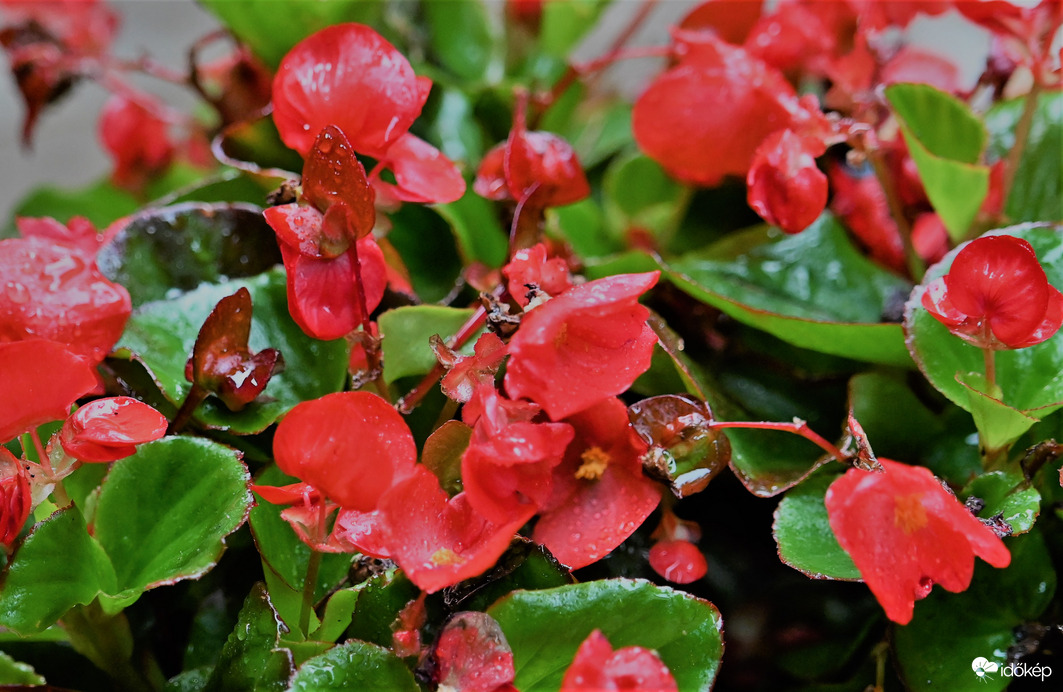 A hajnali zivatar után