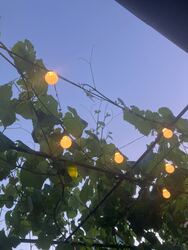 Budapest XVII.ker - Rákoshegy