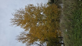 Mosonszolnok