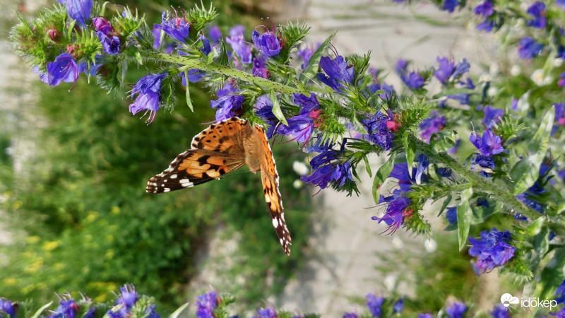 Bogáncslepke-Vanessa cardui