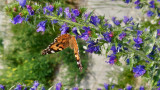 Bogáncslepke-Vanessa cardui