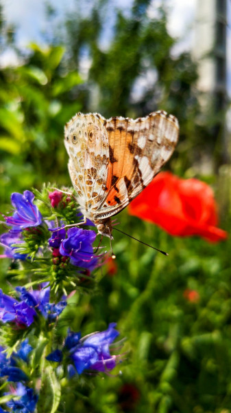 Bogáncslepke-Vanessa cardui