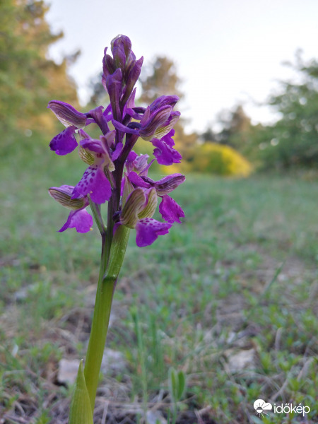 Vad Orchidea az erdőben