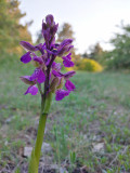 Vad Orchidea az erdőben