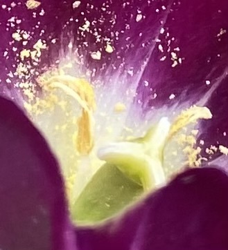 A tulipán rejtélyes élete