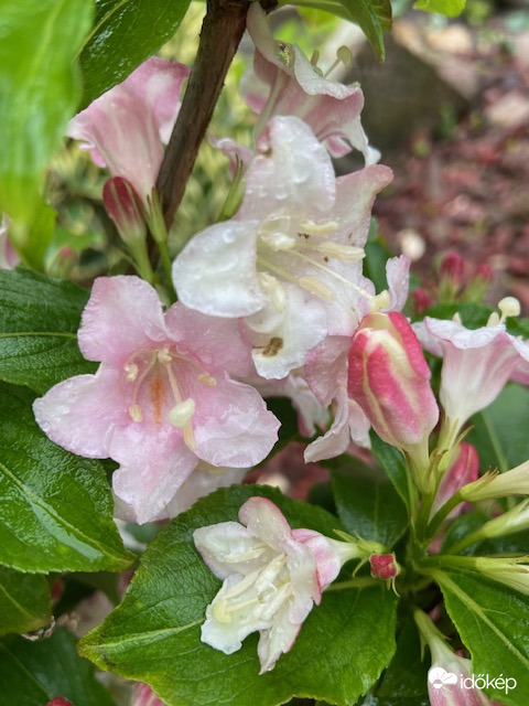 Esik eső, szép csendesen...