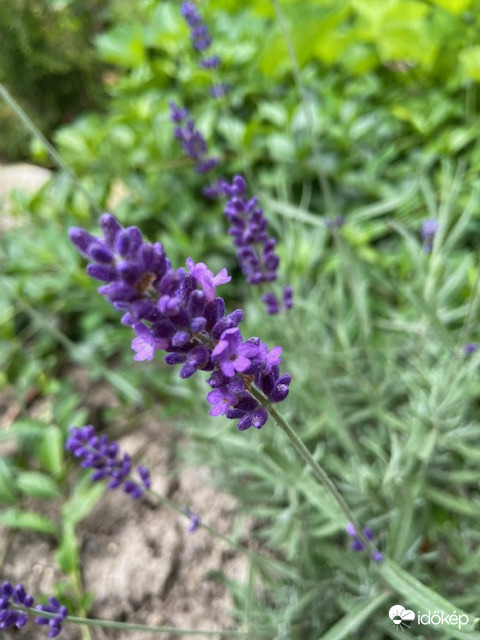 A csodálatos levendula