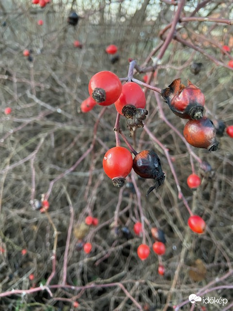 Csipkebogyó januárban