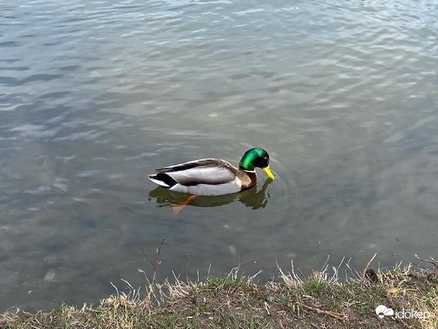 Tó vize, tó vize csupa nádszál, Egy kacsa, két kacsa odacsászkál...