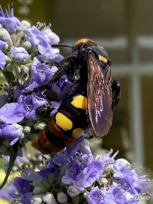 Lila virágú nyári orgonán