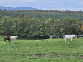 Erdély hangulat Horvátzsidány Marton lovasfarm