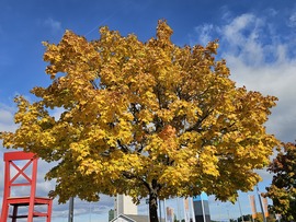 Sárga fa piros székkel  21. századi festő