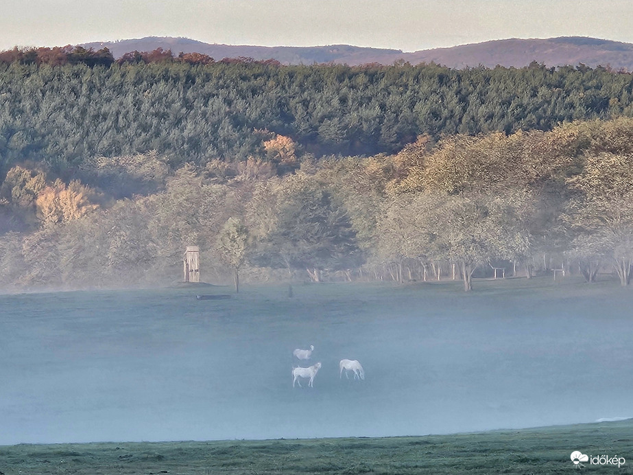 Lovak a reggeli ködben