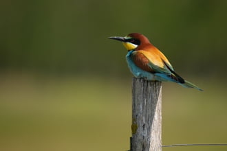 pildiko04