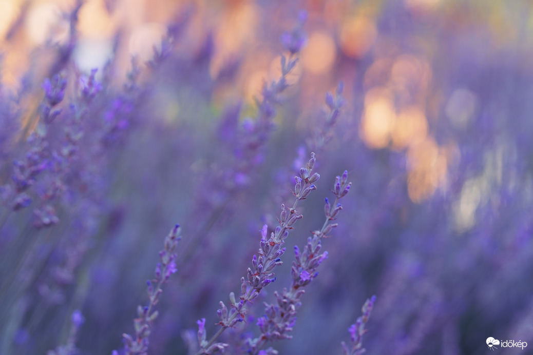 Természet