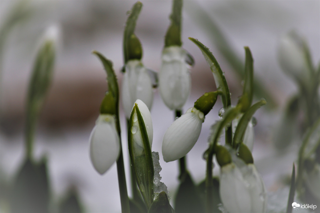 Hóvirágok