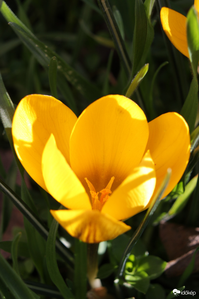 Utólagosan is Boldog Nőnapot!