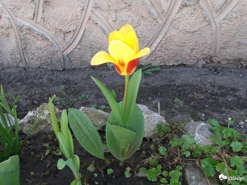 Kertünk legszebb tulipánja.