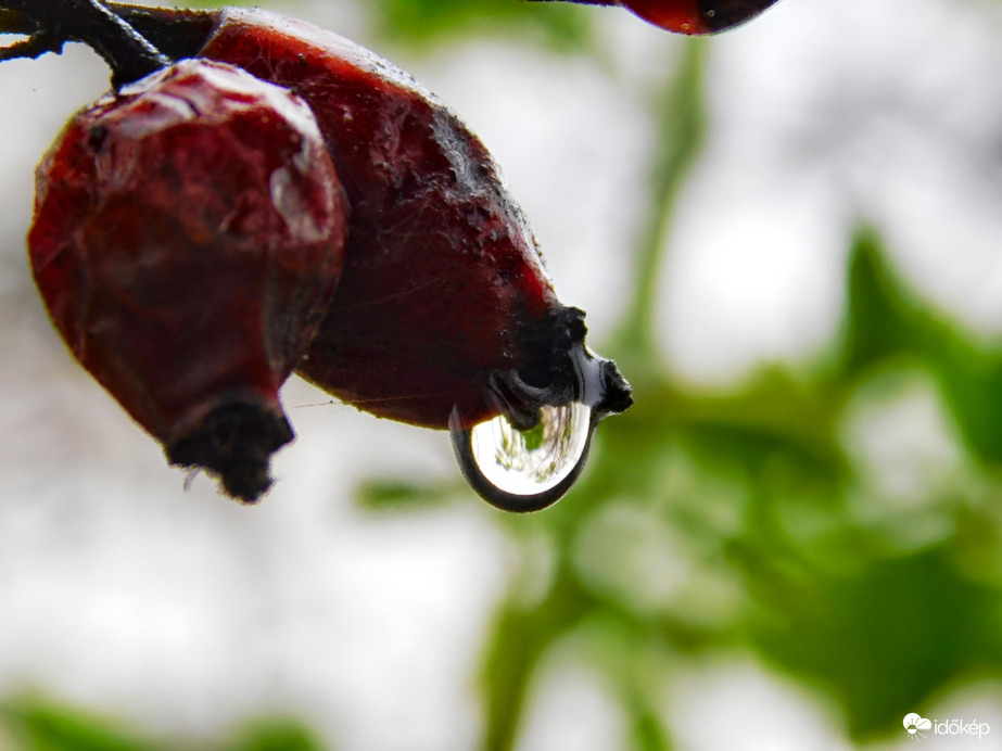 Esőcseppes csipkebogyó