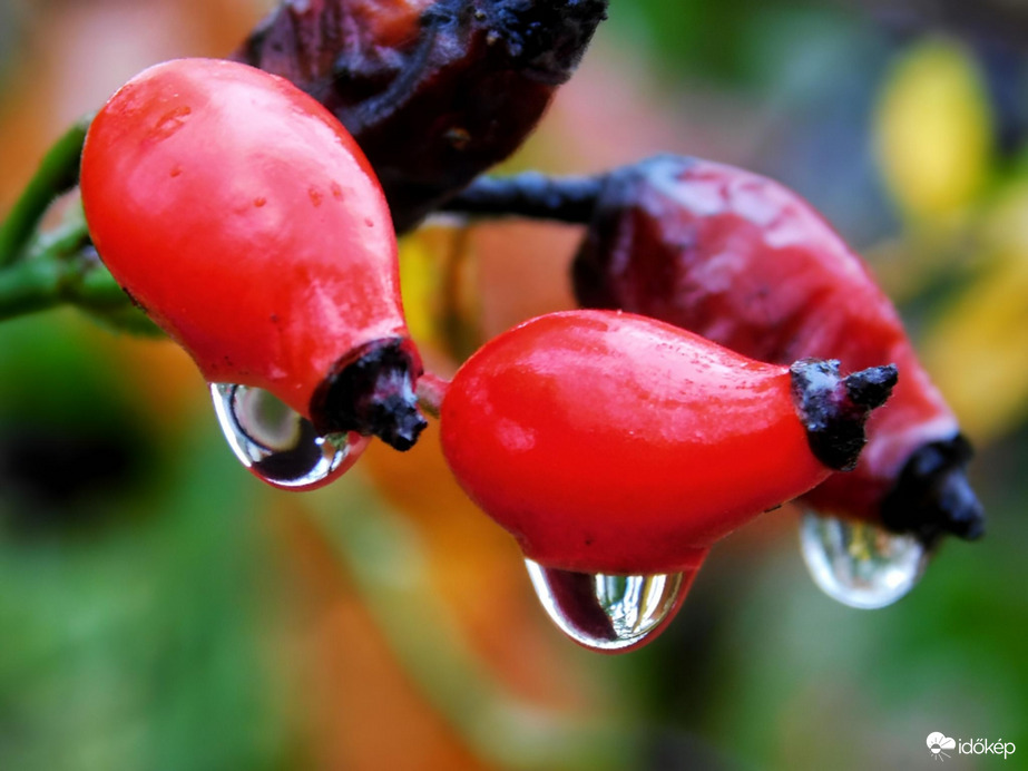 Esőcseppes csipkebogyó