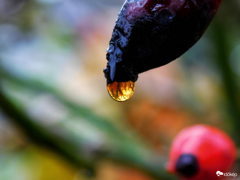 Esőcseppes csipkebogyó