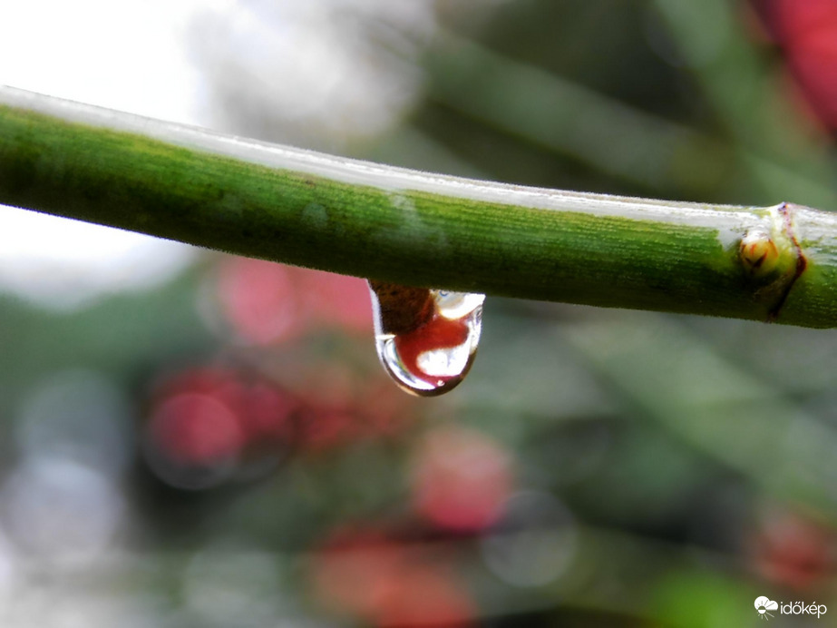 Esőcseppes csipkebogyó