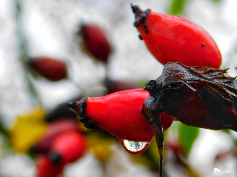 Esőcseppes csipkebogyó