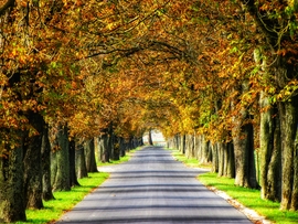 Szigetközi vadgesztenyesor 