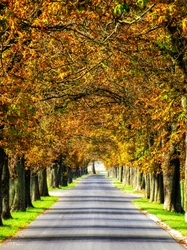 Szigetközi vadgesztenyesor 