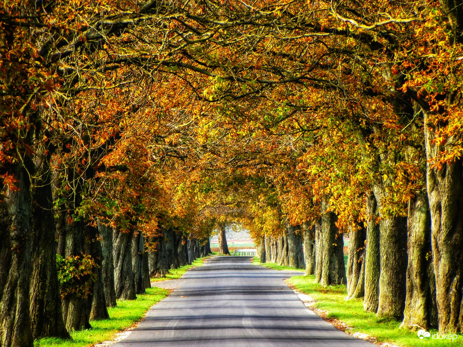 Szigetközi vadgesztenyesor 