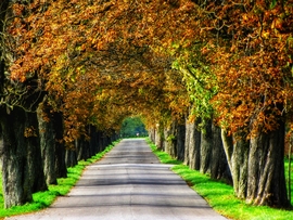 Szigetközi vadgesztenyesor 