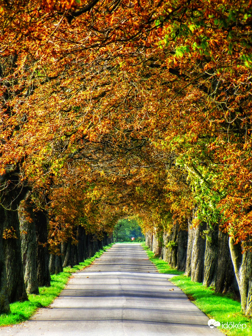 Szigetközi vadgesztenyesor 