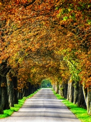 Szigetközi vadgesztenyesor 