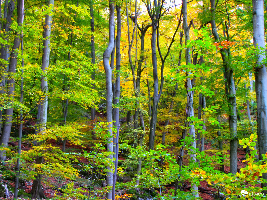 Az őszi Bakony