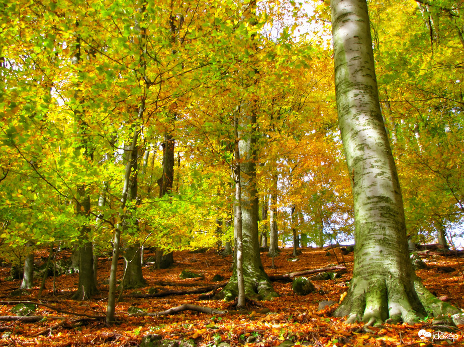 Az őszi Bakony