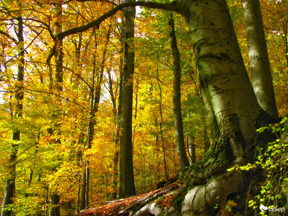 Az őszi Bakony