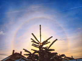 Szigetközi naphaló