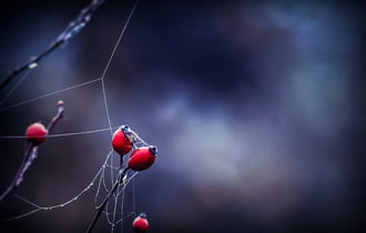 A csipkebogyó álma