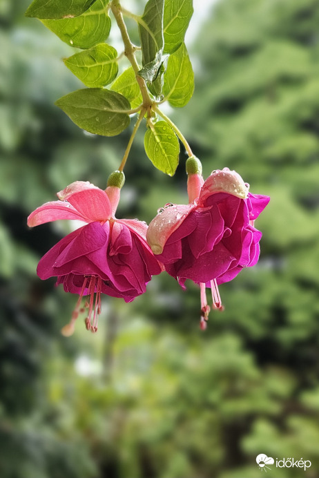 Csüngő fukszia eső után 