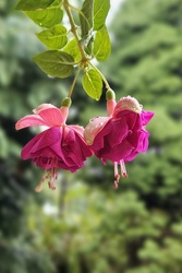 Csüngő fukszia eső után 