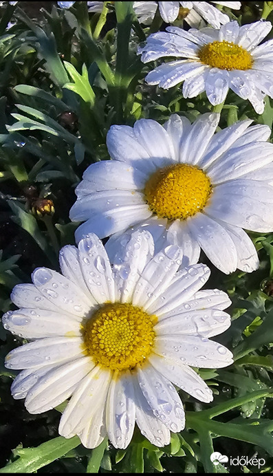 Margaréta 