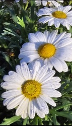Margaréta 