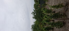 Dunapataj