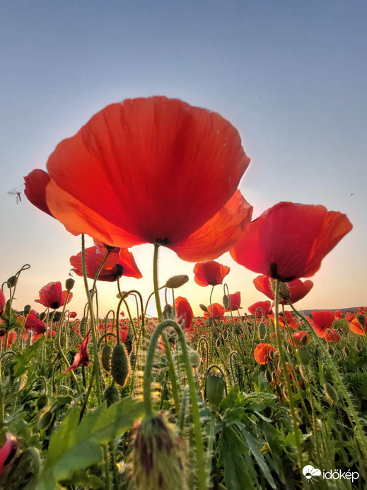 Észlelési fényképek