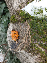 Decemberben "született"